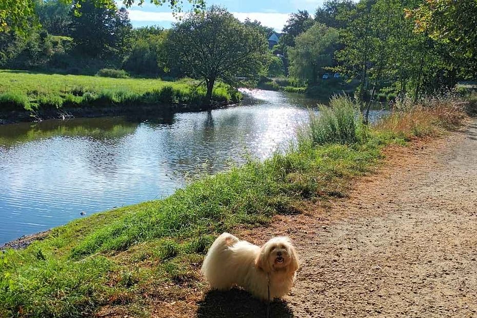 Balades & Randonnées avec son chien : chien de race bichon havanais sur un sentier en terre battue au bord du brivet avec une végétation verdoyante sur le site de Coët Roz à Pontchâteau en Loire-Atlantique