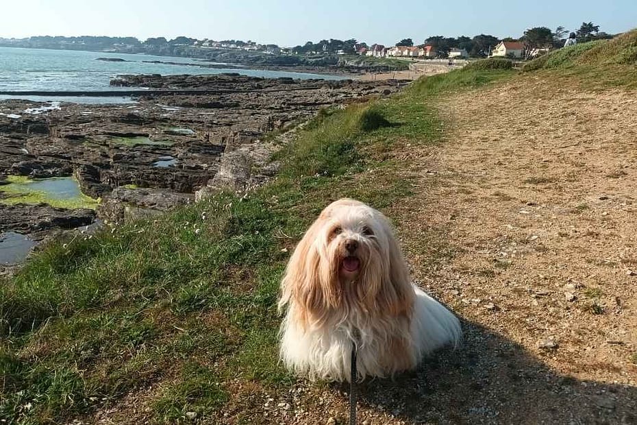 Balades & Randonnées avec son chien :