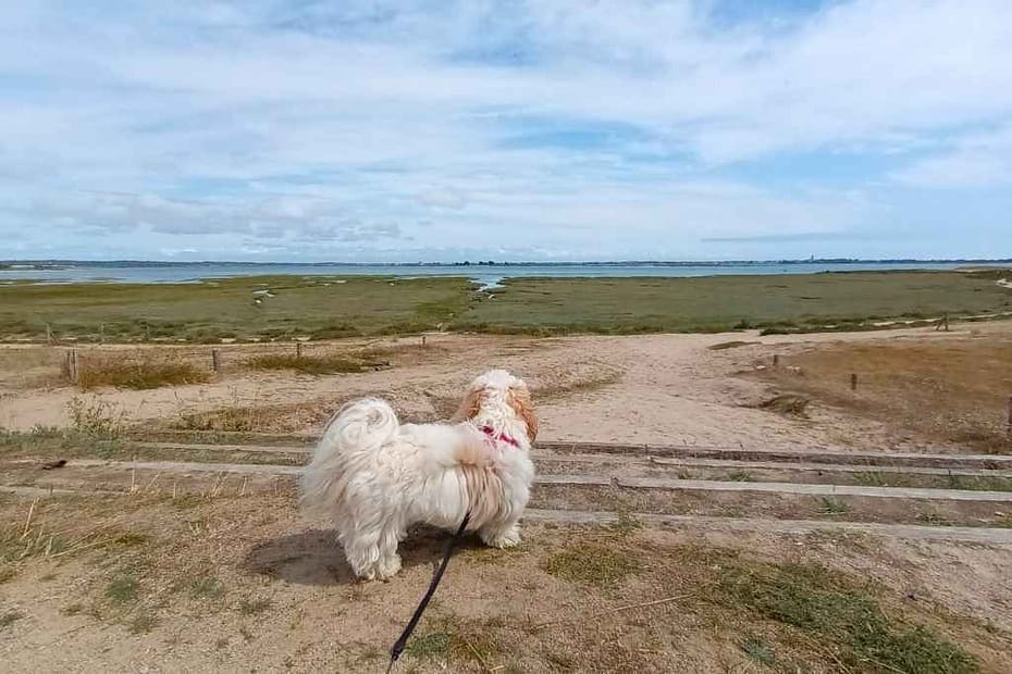 Balades et randonnées avec son chien en Loire-Atlantique : bichon havanais de dos contemplant les dunes et la mer à Pen Bon, La Turballe.