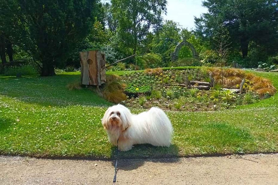 Parcs et Jardins avec son chien : bichon havanais prenant la pose devant une présentation florale et une pêcherie en bois au jardin des plantes de Saint-Nazaire