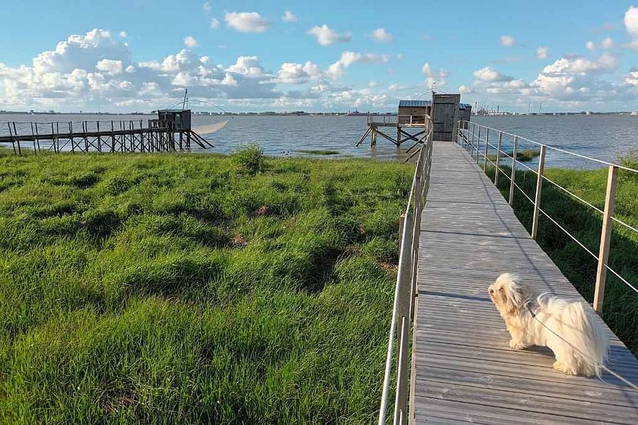 Balades & Randonnées avec son chien : chien de race bichon havanais sur la passerelle bois menant à la pêcherie lors de sa balade au port de la Maison Verte à Corsept