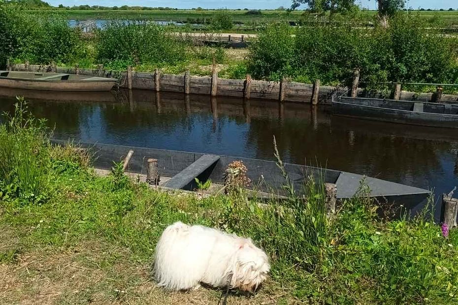 Balades & Randonnées avec son chien :