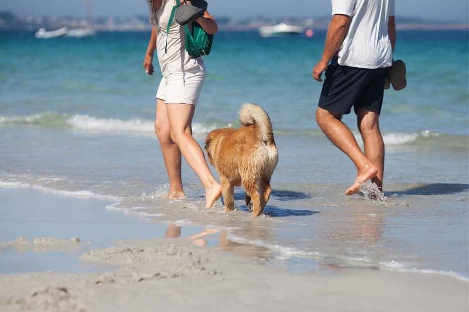 Plages de Loire-Atlantique avec son chien : chien et ses propriétaires pieds et pattes dans la mer d'une plage pendant leurs vacances estivales en Loire-Atlantique