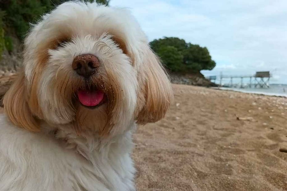 Inspirations et séjours avec son chien : bichon havanais profitant de la plage pendant ses vacances en Loire-Atlantique