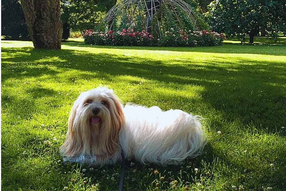 chien de race bichon havanais allongé, langue pendante, dans l'herbe devant un topiaire fleuri