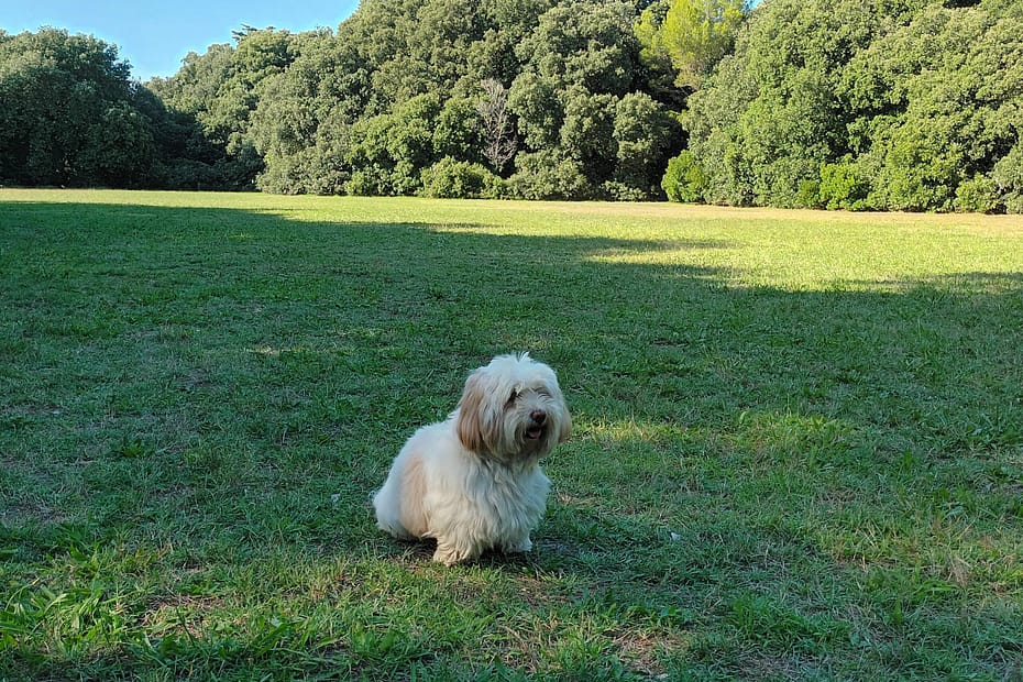 chien profitant de la prairie du parc de Penn Avel au Croisic en Loire-Atlantique