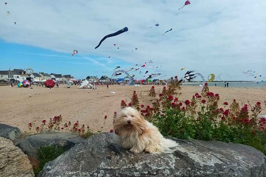 Inspirations et séjours avec son chien : bichon havanais posant devant les cerfs-volants de l'évènement Festivents à la Turballe