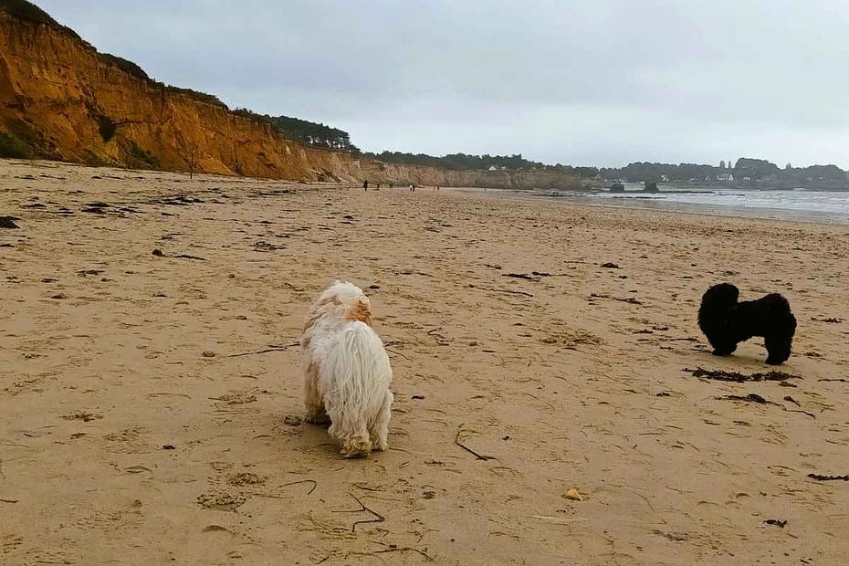 Escapades au-delà de la Loire-Atlantique : un shitzu noir et un bichon havanais blanc aux oreilles fauves de dos découvrant la plage de La Mine D'Or à Pénestin