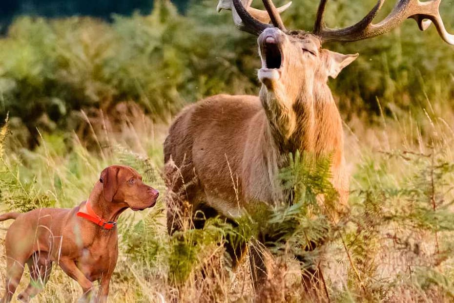 chien marquant l'arrêt devant un cerf qui brame