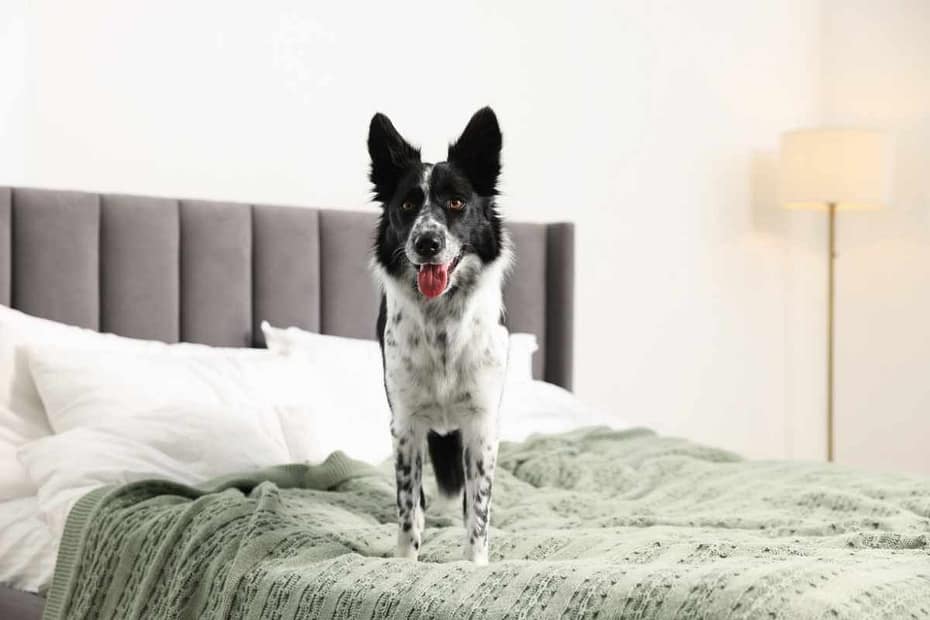 Hôtel avec son chien en Loire-Atlantique : Chambre confortable avec chien à l’hôtel B&B Saint Nazaire.