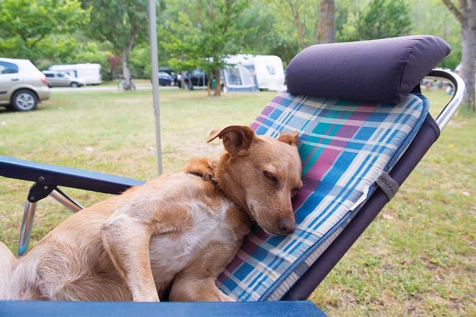 Camping avec son chien en Loire-Atlantique : Camping familial Les trois chênes à la campagne à Pornichet avec chiens acceptés