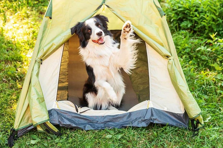 Camping avec son chien en Loire-Atlantique : Emplacements et mobil-homes dans le camping municipal Le Cléin au Pouliguen – chien accepté