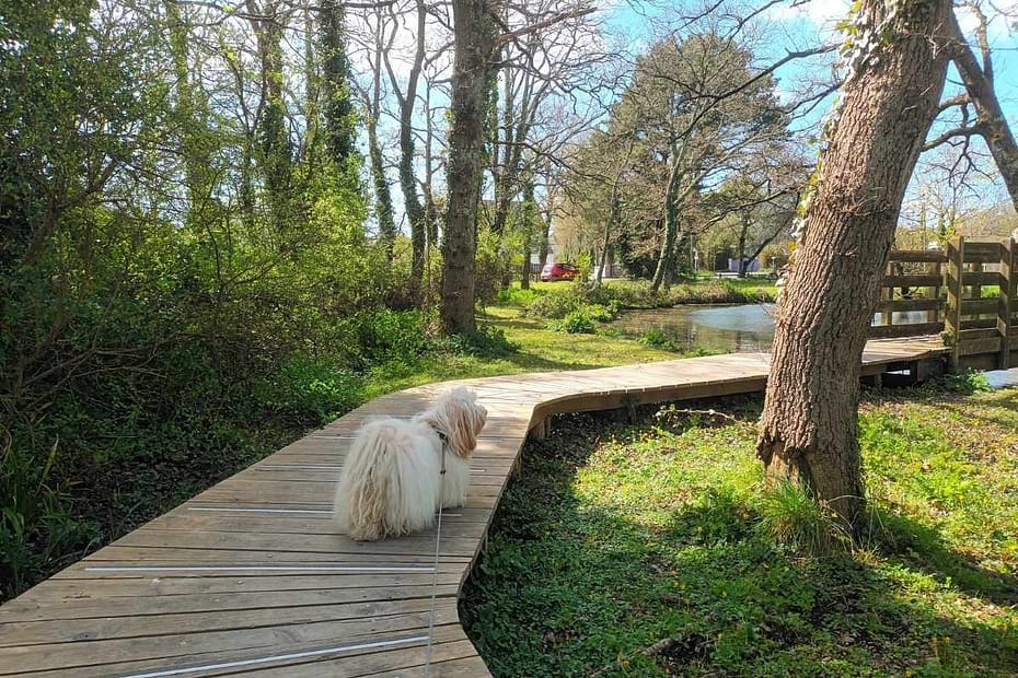 Balades & Randonnées avec son chien : chien sur la passerelle au dessus de l'étang des Forges à Pornichet
