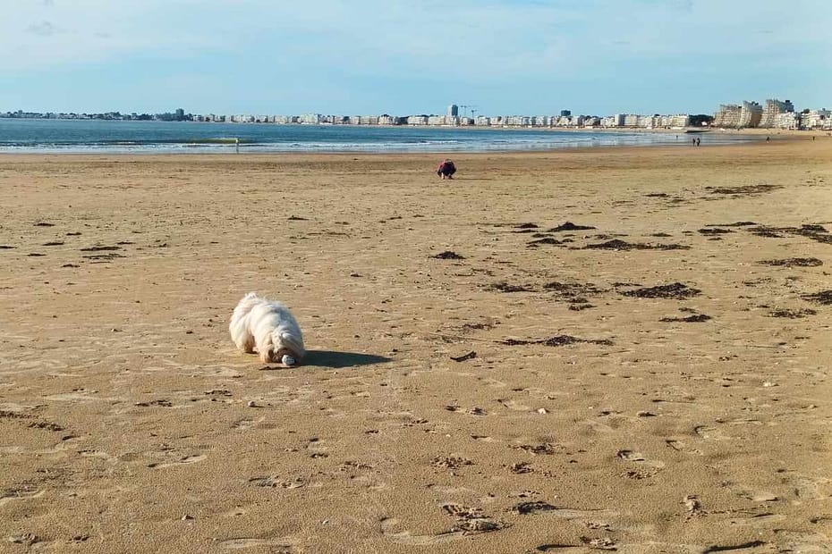 chien reniflant un coquillage sur la plage des Libraires à Pornichet