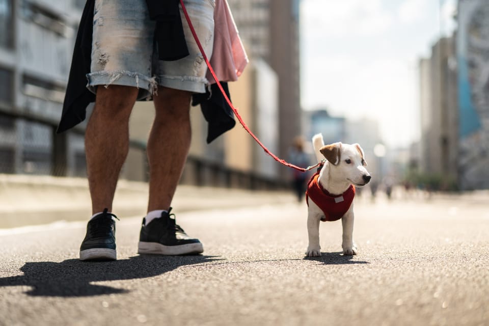 Conseils & vie quotidienne avec son chien : chien qui visite la ville avec son maître